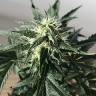 семена конопли в интернете Afghani №1 feminised семена конопли в интернете Afghani №1 feminised