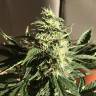 семена конопли гидропоники Afghani №1 feminised семена конопли гидропоники Afghani №1 feminised
