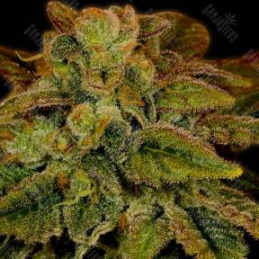 Himalaya Gold feminised Ganja Seeds