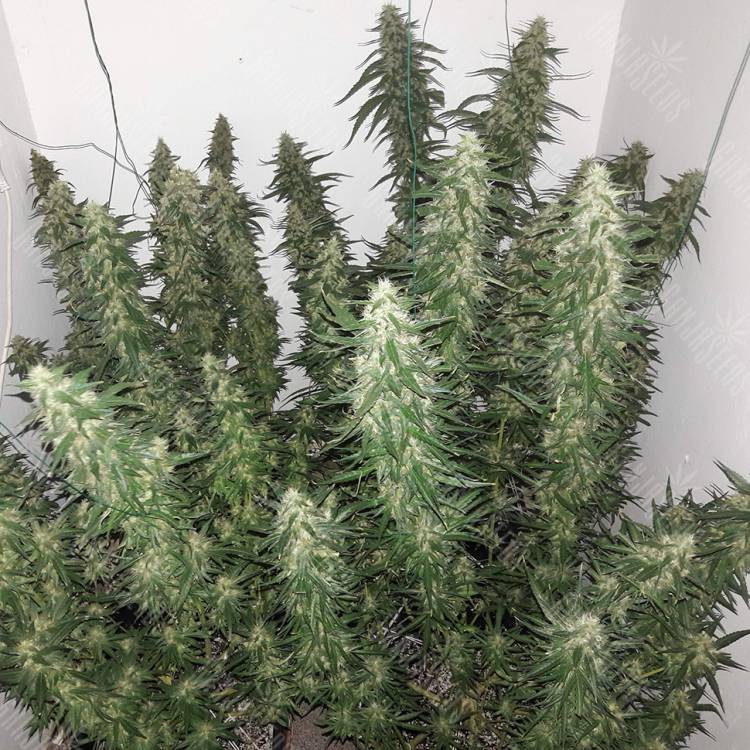 Power Plant feminised Dutch Passion Seeds Power Plant feminised Dutch Passion Seeds