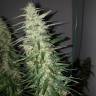 Power Plant feminised Dutch Passion Seeds Power Plant feminised Dutch Passion Seeds