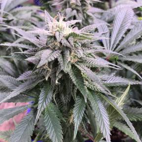 Laughing Buddha regular Ganja Seeds