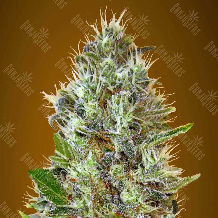 заказ семян конопли Auto Somango feminised Advanced Seeds заказ семян конопли Auto Somango feminised Advanced Seeds