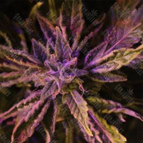 Auto Doctor`s Choice #1 feminised Doctors Choice