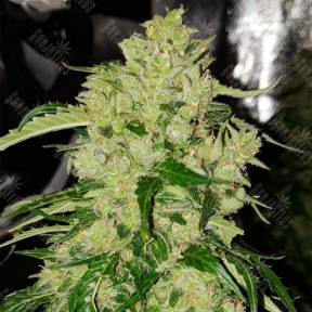 Auto Northern Express feminised Fast Buds