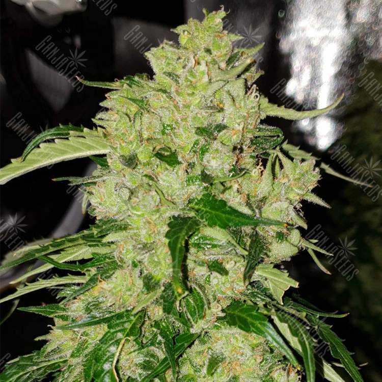 семена конопли марихуаны Auto Northern Express feminised Fast Buds семена конопли марихуаны Auto Northern Express feminised Fast Buds
