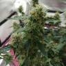 семена конопли аутдор Auto Northern Express feminised Fast Buds семена конопли аутдор Auto Northern Express feminised Fast Buds