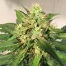 семена конопли скороспелый купить Auto Northern Express feminised Fast Buds семена конопли скороспелый купить Auto Northern Express feminised Fast Buds