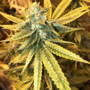 The New feminised Humboldt Seeds