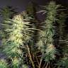 семена сортовой конопли Hawaii Maui Waui feminised Nirvana Seeds семена сортовой конопли Hawaii Maui Waui feminised Nirvana Seeds