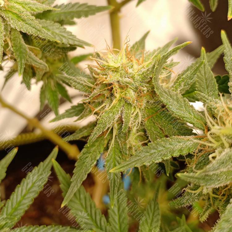 семена конопли интернет магазин Hawaii Maui Waui feminised Nirvana Seeds семена конопли интернет магазин Hawaii Maui Waui feminised Nirvana Seeds