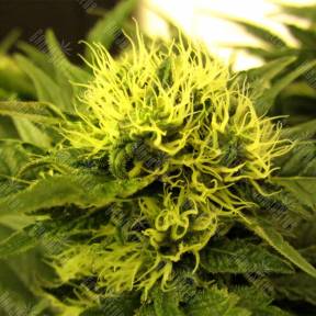 White Berry feminised Paradise Seeds
