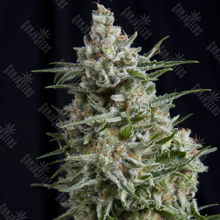 семена конопли с доставкой Anesthesia CBD feminised Pyramid Seeds семена конопли с доставкой Anesthesia CBD feminised Pyramid Seeds