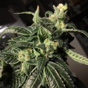 Euphoria CBD feminised Royal Queen