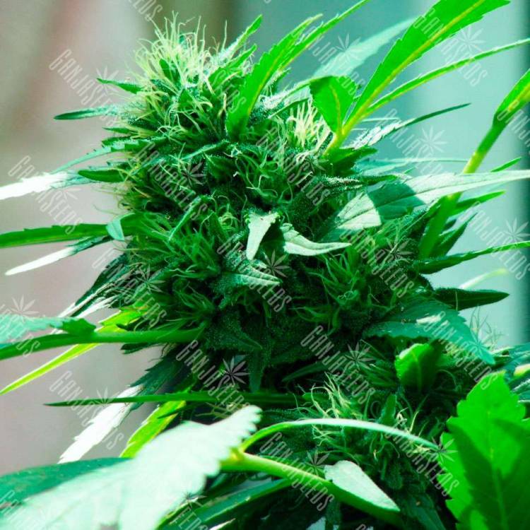 Nibiru feminised Ganja Seeds купить семена каннабиса в России Nibiru feminised Ganja Seeds купить семена каннабиса в России