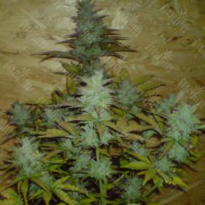 Auto White Dwarf feminised Ganja Seeds