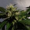 мощные семена конопли Auto White Dwarf feminised мощные семена конопли Auto White Dwarf feminised