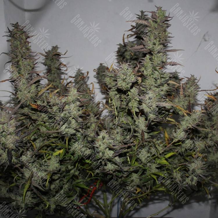 Auto White Widow x AK feminised Ganja Seeds Auto White Widow x AK feminised Ganja Seeds