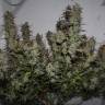 Auto White Widow x AK feminised Ganja Seeds Auto White Widow x AK feminised Ganja Seeds