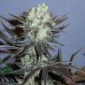 Auto White Widow x AK feminised Ganja Seeds Auto White Widow x AK feminised Ganja Seeds