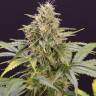 Auto White Widow x AK feminised Ganja Seeds Auto White Widow x AK feminised Ganja Seeds
