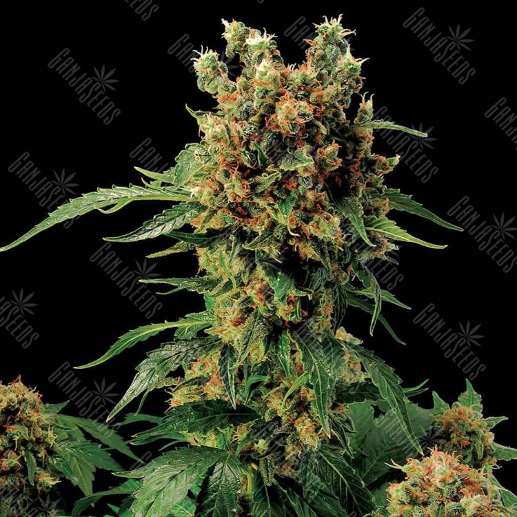 California Hash Plant feminised Dinafem Seeds