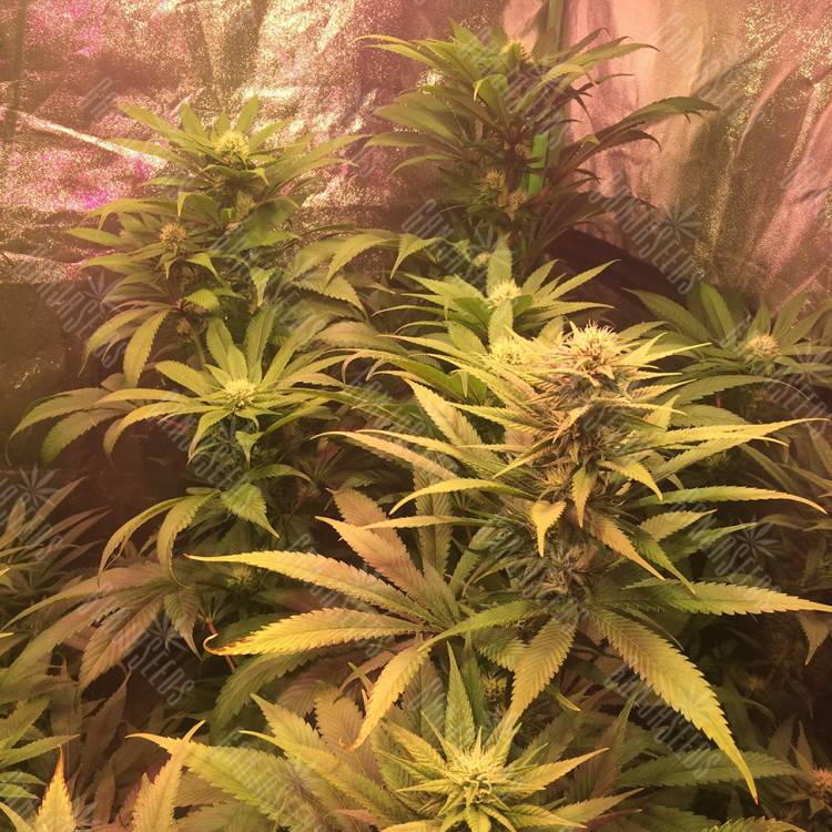 семена индийской конопли Lemon Kush regular Ganja Seeds семена индийской конопли Lemon Kush regular Ganja Seeds