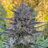 Auto Super Hash regular Ganja Seeds Auto Super Hash regular Ganja Seeds