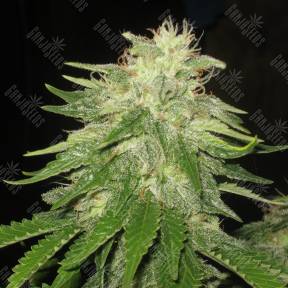 Auto Super Hash regular Ganja Seeds
