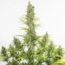 семена конопли Auto Amnesia CBD feminised Dinafem Seeds семена конопли Auto Amnesia CBD feminised Dinafem Seeds