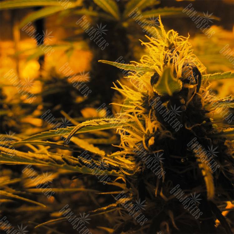 семена конопли f1 в оригинальной упаковке Auto Lowryder #2 feminised Doctors Choice семена конопли f1 в оригинальной упаковке Auto Lowryder #2 feminised Doctors Choice