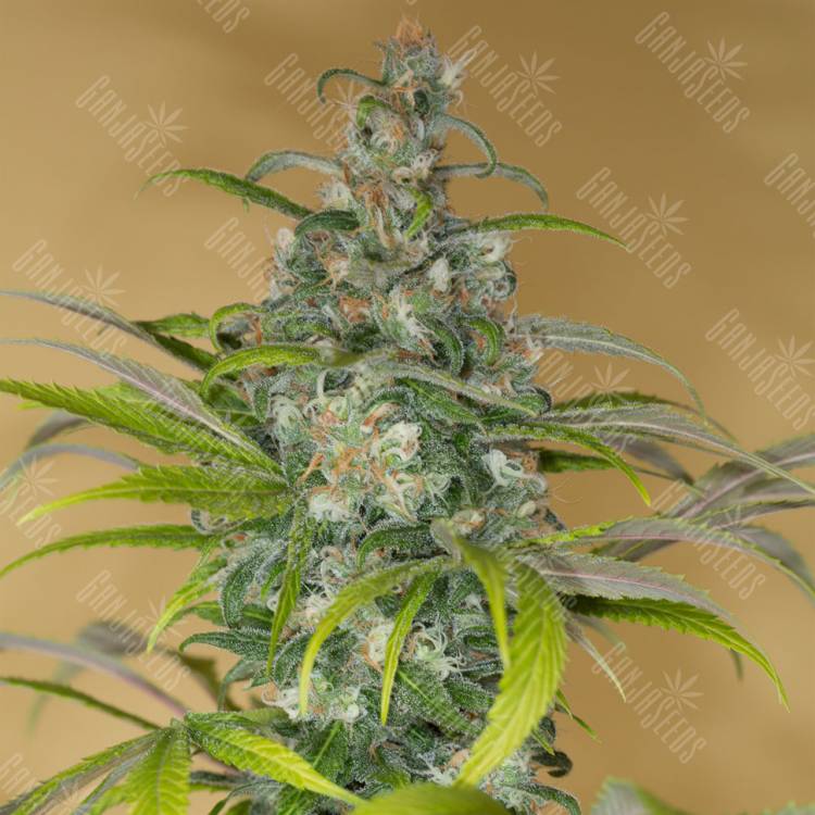 семена конопли медицинской Blue Dream CBD feminised Humboldt Seeds
