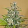 семена конопли для выращивания Blue Dream CBD feminised Humboldt Seeds