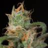 семена конопли элитных сортов Blue Dream CBD feminised Humboldt Seeds