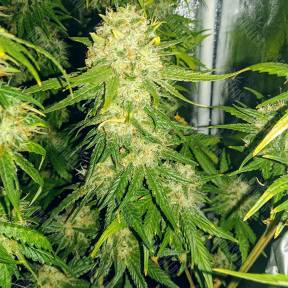 Haze 1 feminised Nirvana Seeds