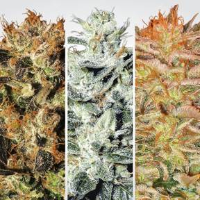 Indica Champions Pack feminised Paradise Seeds