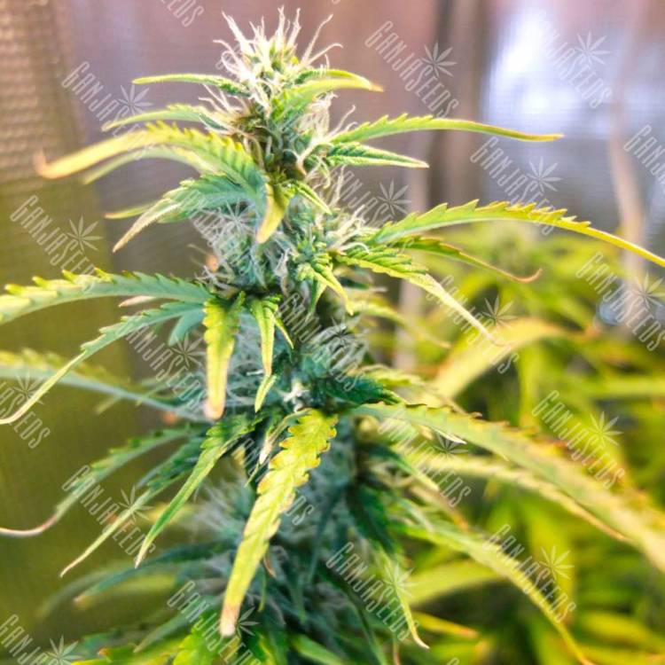 Green Crack fem купить конопляные семена в интернете 