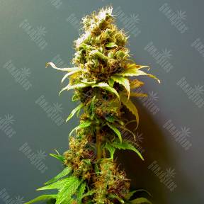 Kalichakra feminised Ganja Seeds
