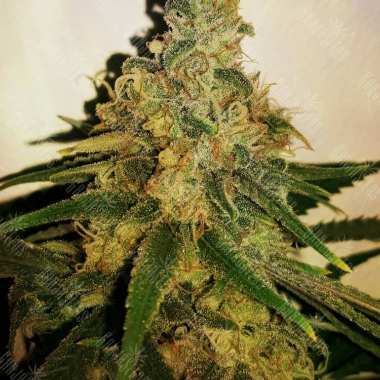 LA Cannalope feminised Ganja Seeds LA Cannalope feminised Ganja Seeds