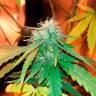 заказать на сайте семена конопли Bubblelicious feminised заказать на сайте семена конопли Bubblelicious feminised