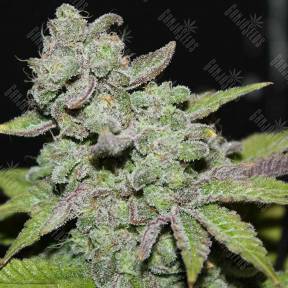 Afgooey feminised Strain Hunters Seeds