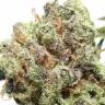 семена конопли для выращивания Afgooey feminised Strain Hunters Seeds
