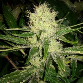 Cheese feminised Dinafem Seeds