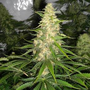 Auto Baikonur feminised Bang Seeds