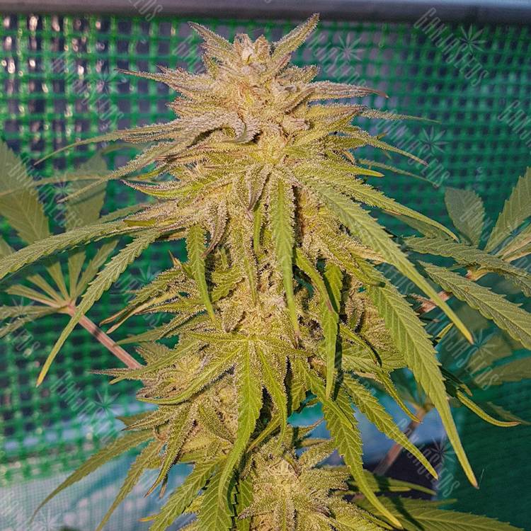 мощные семена конопли Lemon regular Ganja Seeds мощные семена конопли Lemon regular Ganja Seeds