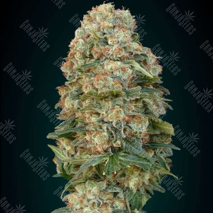 семена конопли наложенным платежом Afghan Skunk feminised Advanced Seeds семена конопли наложенным платежом Afghan Skunk feminised Advanced Seeds