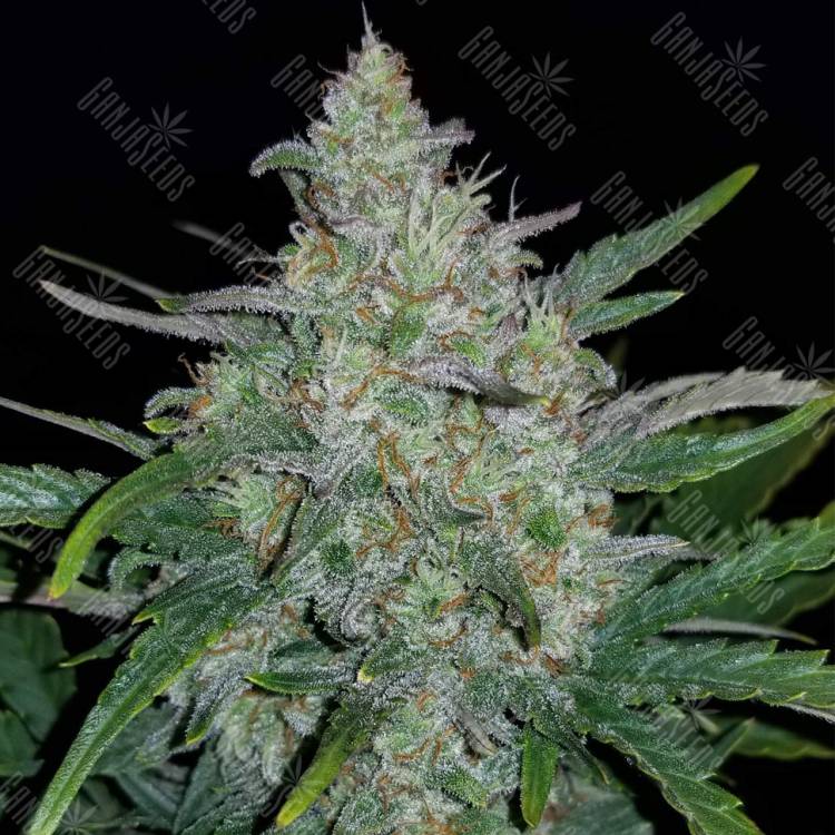 семена конопли автоцвет Auto Rhino Ryder feminised Fast Buds