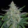 семена конопли автоцвет Auto Rhino Ryder feminised Fast Buds
