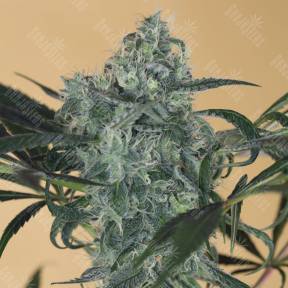Green Crack CBD feminised Humboldt Seeds
