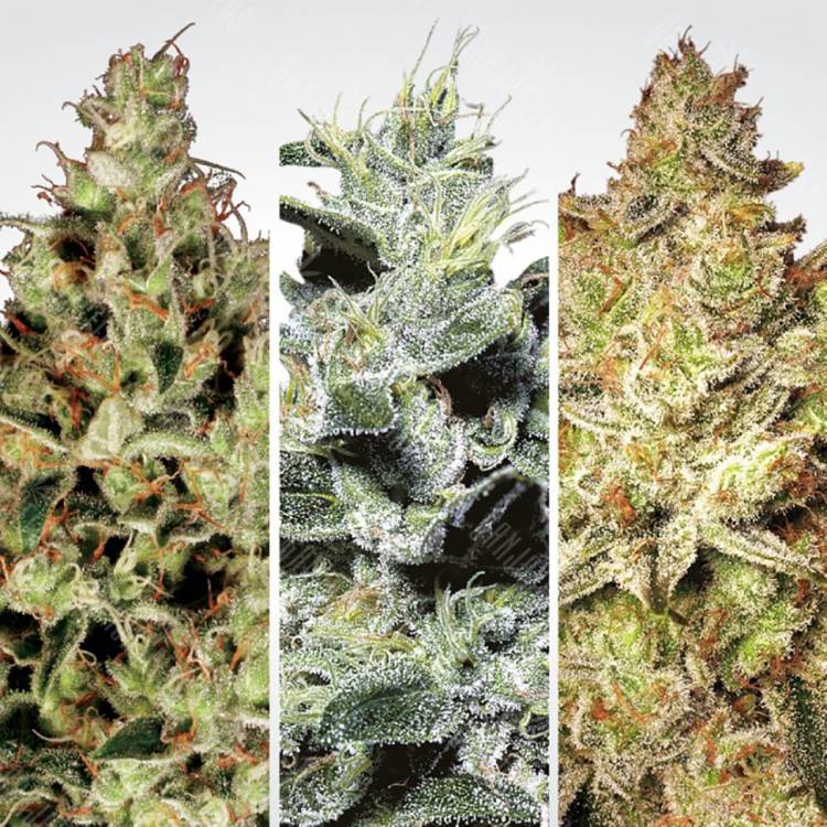 семена конопли наложенным платежом Sativa Champions Pack feminised Paradise Seeds